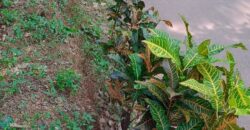 13 cent land for sale in puthiyatheru kottiyody kuthuparamba